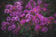 Crape Myrtle "Catawba"